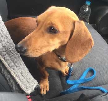Purebred Miniature Dachshund, Tan, Smooth Haired, Entire Male.