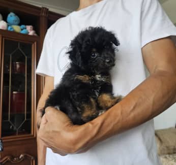 Toy poodle x outlet chihuahua