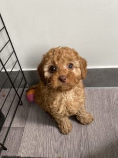 Toy sale cavoodle gumtree