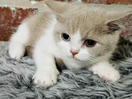 British Shorthair Kittens and Retired Breeding Cats