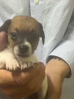 Jack russell puppies for sale hot sale on gumtree