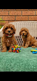 2 sweetest Toy Ruby Cavoodle girls left - 3 SOLD