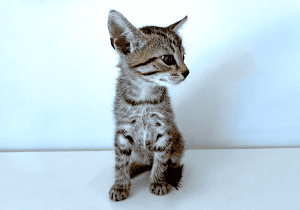 Savannah discount cat gumtree