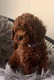🐶💕Gorgeous Teddy Bear Toy Cavoodles Puppies 💕🐶Ready Now 