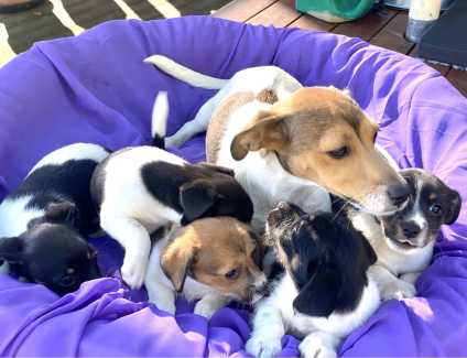 Gumtree best sale jack russell