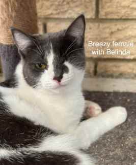 Breezy - Perth Animal Rescue inc vet work cat/kitten