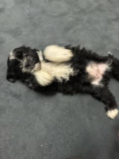 Lhasa apso puppies 2024 for sale gumtree