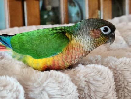 pineapple conure for sale