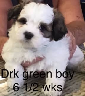 Cavoodle x best sale maltese shih tzu