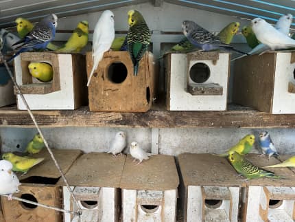 Budgies for Sale Pet Birds Birdcages for Sale Gumtree