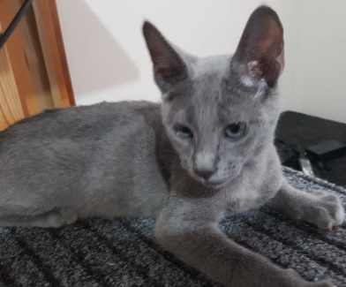 Russian blue hot sale gumtree