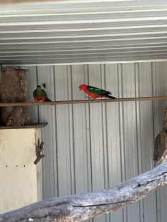 Breeding pair of king parrots