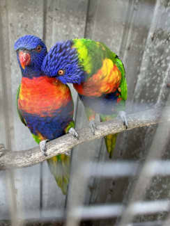 Lorikeet on sale for sale