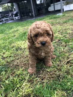 gumtree teddy bear puppies