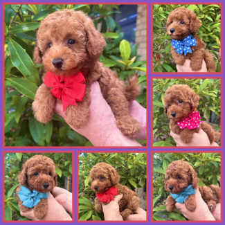 teddy bear dog in Queensland Gumtree Australia Free Local Classifieds