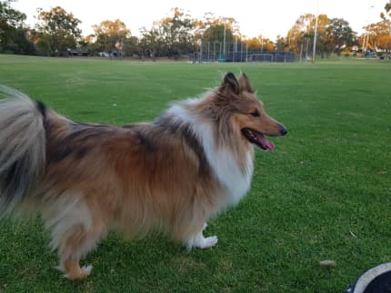 Shetland 2024 sheepdog gumtree