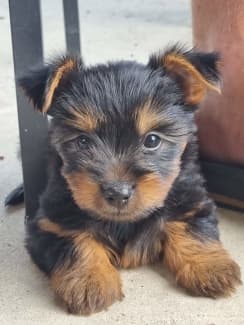 Trading post hot sale silky terrier