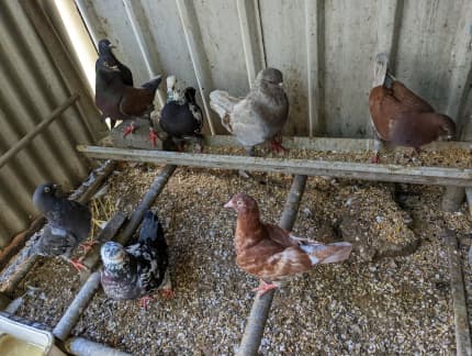 meat pigeons for sale