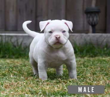 American sales bully gumtree