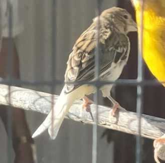 Finches, canaries and quails