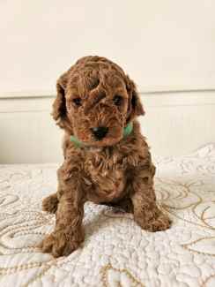 ✨️Red Toy Cavoodle Puppies ✨️