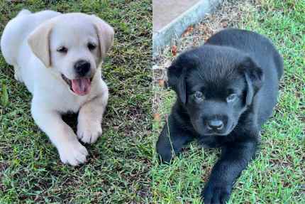 Gumtree black hot sale labrador