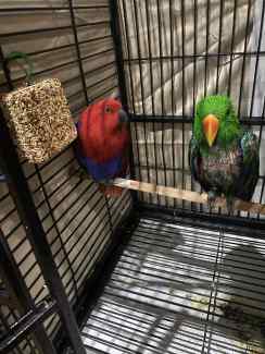 Eclectus parrots 