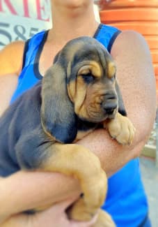 Bloodhound puppies for hot sale sale south africa