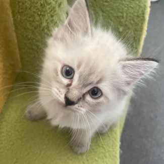Adorable Purebred Blue Lynx Point Ragdoll kitten - Ready to GO