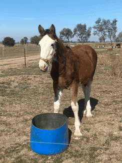 Clydesdale Colt