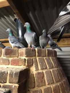 Racing Homing Pigeons - High Quality Pigeons - Excellent Flyers