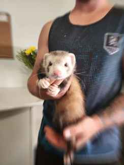 Male ferrets for sale