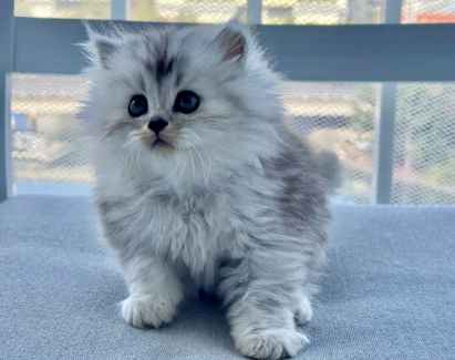 Persian cat shops gumtree