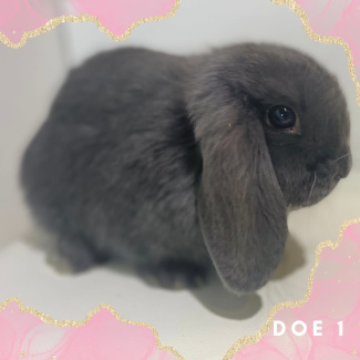 mini lop bunnies for sale melbourne