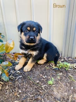 Rottweiler | Dogs & Puppies | Gumtree Australia Free Local Classifieds
