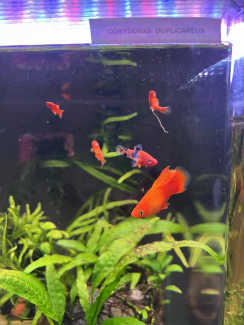 All fish for $25 (shutting down tank sale)