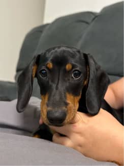 Sausage top dog gumtree