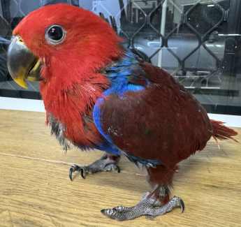 Baby Handraised Eclectus Parrot Female