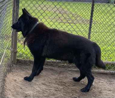 Black German Shepherd (free to good home)