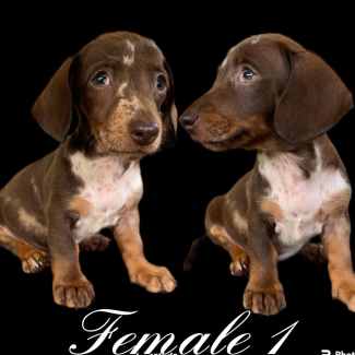 Dachshunds for store sale on gumtree