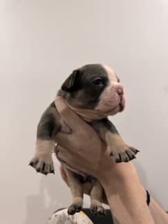 Blue merle hotsell bulldog price