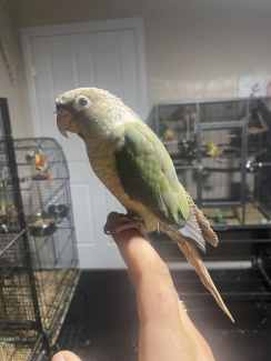 Tame Sf Violet Turquoise pineapple conure for sale
