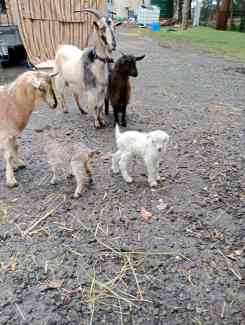 Mini x goats and babies 
