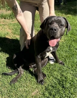 Gumtree cheap cane corso