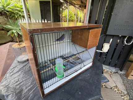 Pair budgies with breeding cage