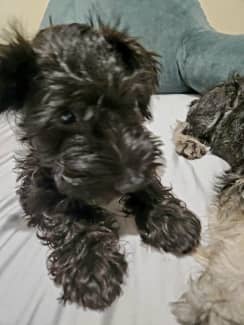 Gumtree best sale miniature schnauzer