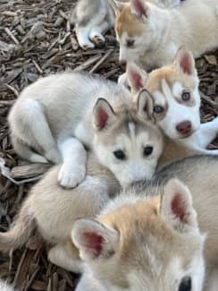 Australian husky puppy for clearance sale