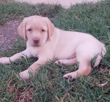 labrador | Dogs & Puppies | Gumtree Australia Free Local Classifieds