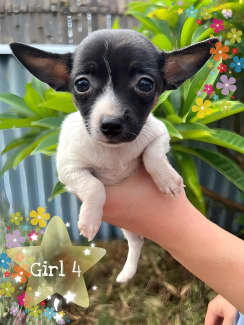 Chihuahua stud sale gumtree