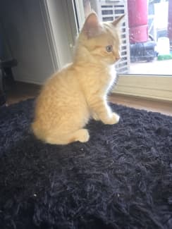 Gumtree best sale ginger kitten